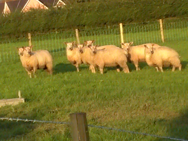 Obří ovečky na místní farmě