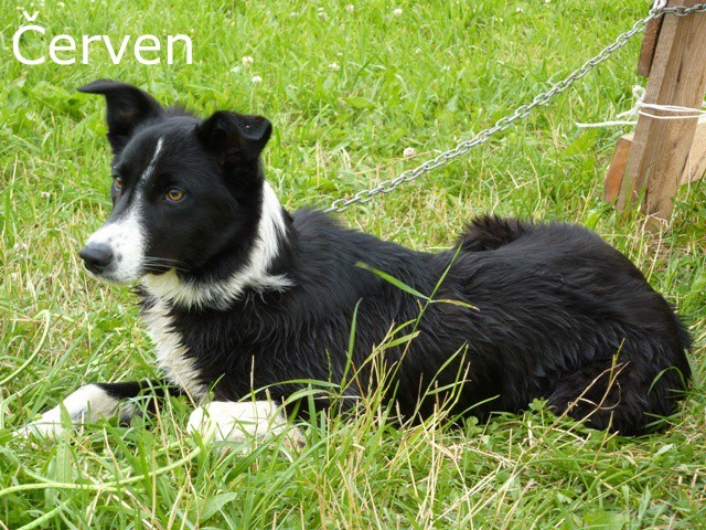 cerven-zoe.jpg