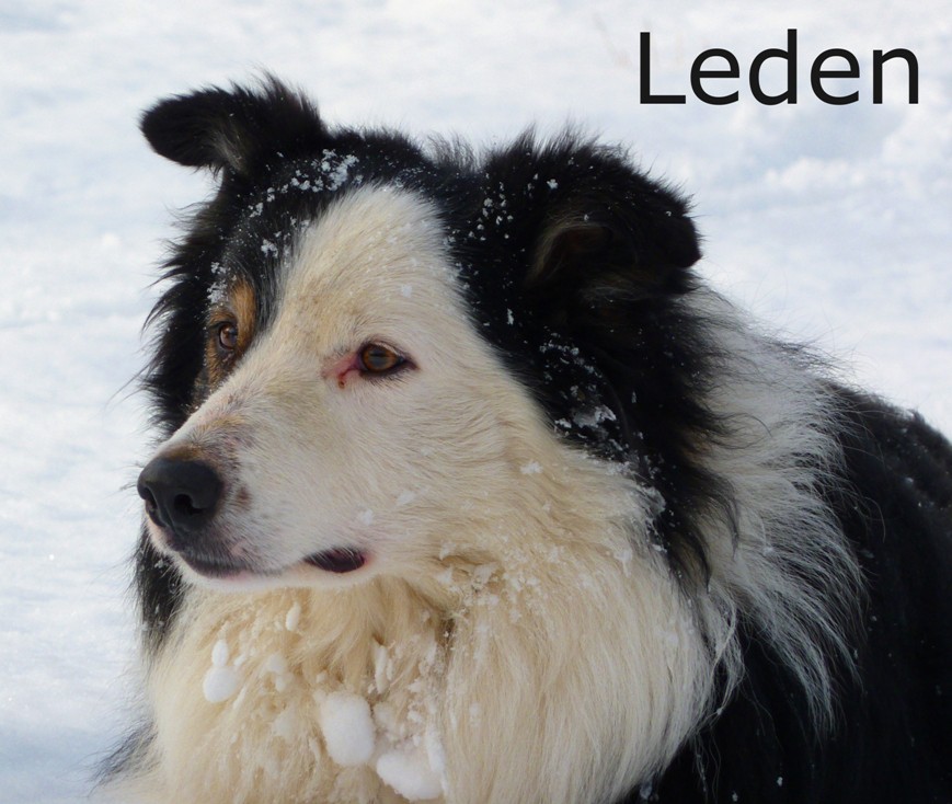 leden-2012.jpg